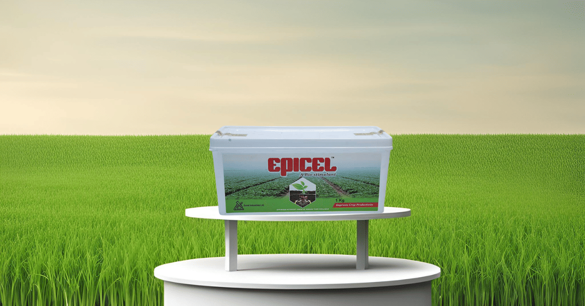 /kvplus/articles/Epicel-Canva.png