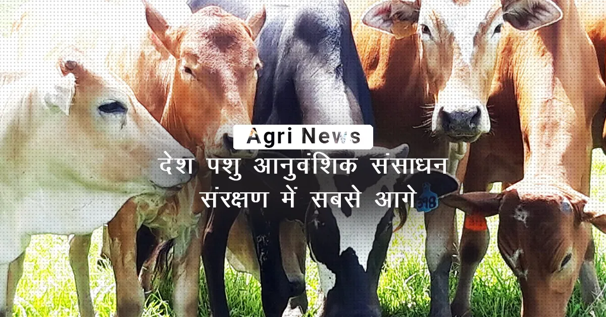 /kvplus/articles/PASHU-.jpg
