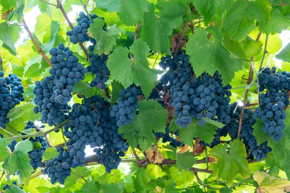 अंगूर की खेती