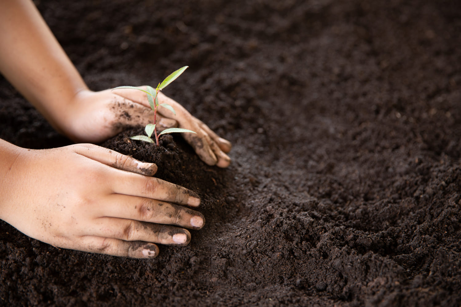 /kvplus/articles/child-hands-holding-caring-young-green-plant(1).jpg