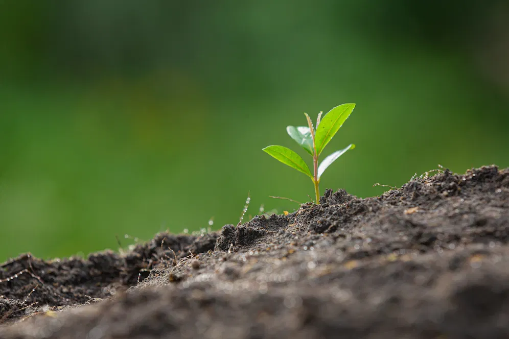 /kvplus/articles/close-up-picture-sapling-plant-is-growing_1150-28371.webp