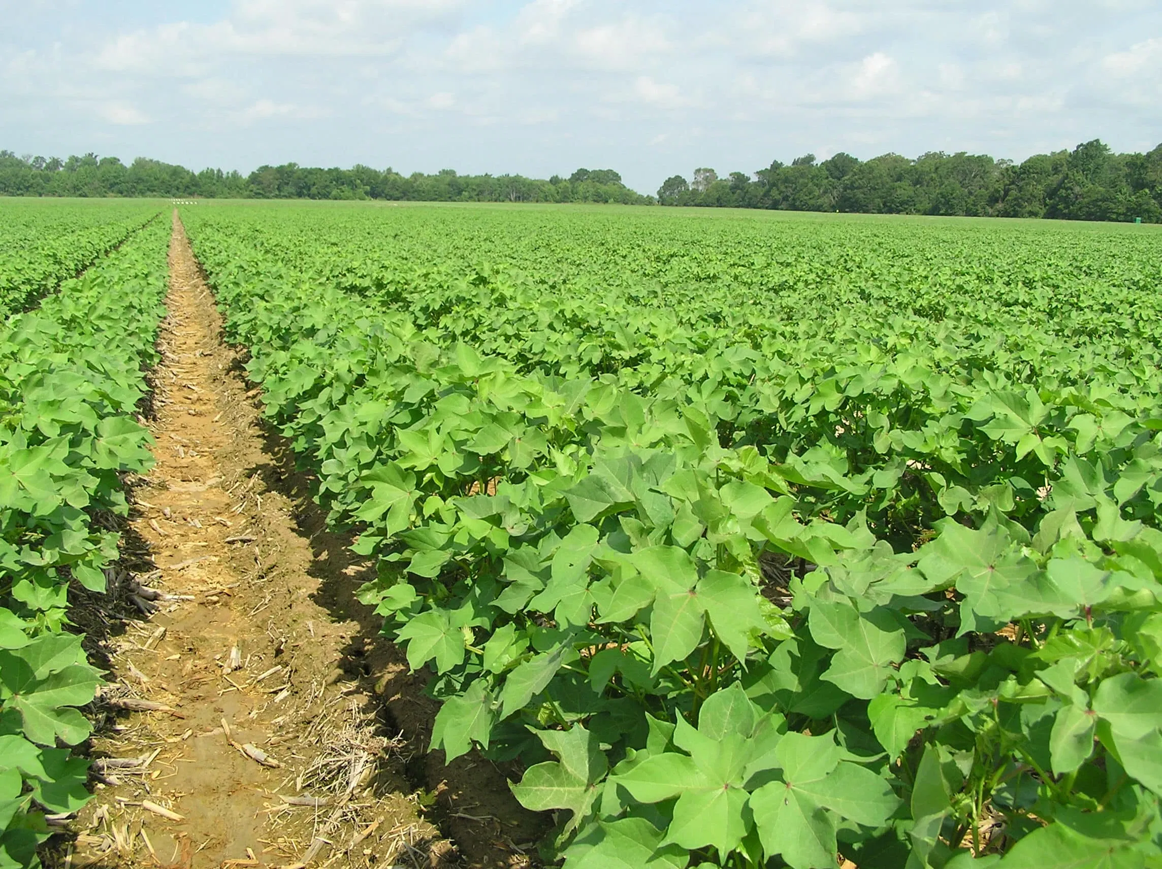 ಹತ್ತಿ ಬೆಳೆಗೆ ಭೂಮಿ ಸಿದ್ಧತೆ Image