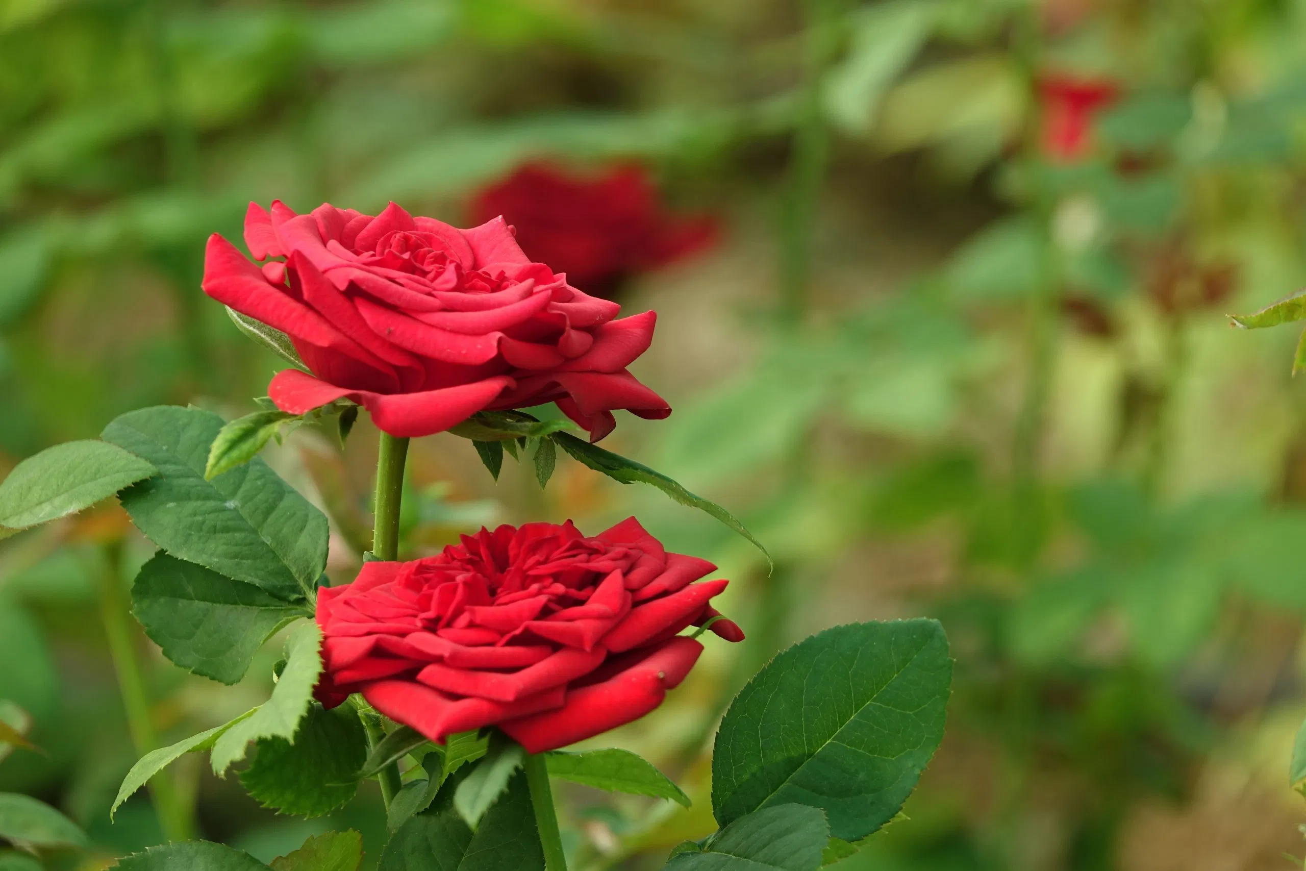 /kvplus/articles/open-red-flower-with-defocused-background-2-scaled.jpg
