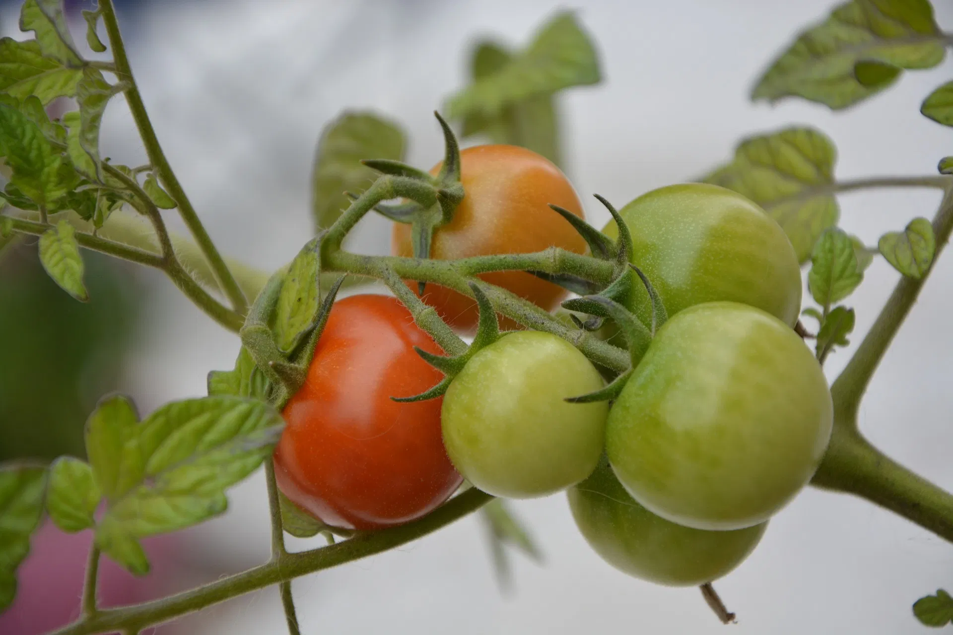 /kvplus/articles/thrips-tomato.jpg