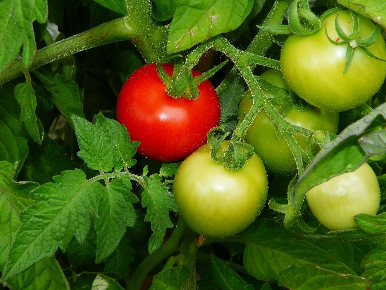 /kvplus/articles/tomato-1565314_12801.jpg