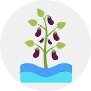 Brinjal Image