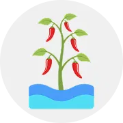 Chilli Image