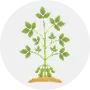 Groundnut Image
