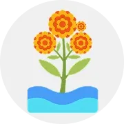 Marigold Image