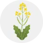 Mustard Image
