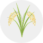 Paddy Image