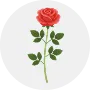 Rose Image