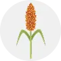Sorghum Image