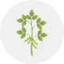 Soybean Image