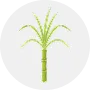 Sugarcane Image