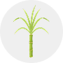 Sugarcane Image
