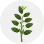Tea Image