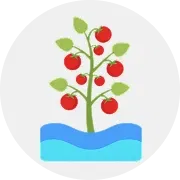 Tomato Image