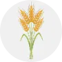Wheat Image