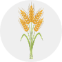 Wheat Image