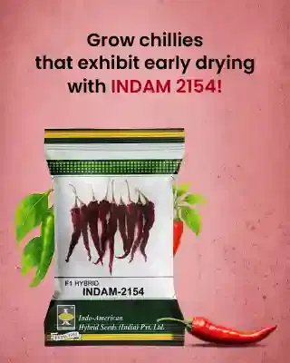 Promotional Banners