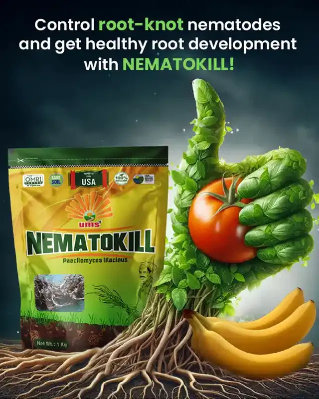 Promotional Banners