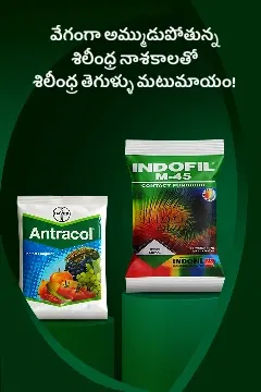 Promotional Banners