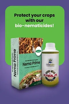 Promotional Banners
