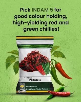 Promotional Banners