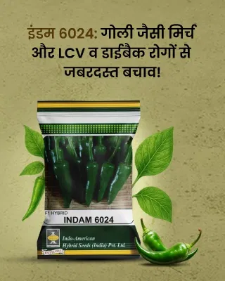 Promotional Banners