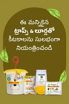 Promotional Banners