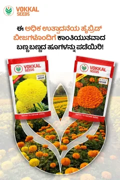 Vokkal Marigold Seeds