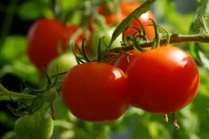 Geolife No Virus Bio Viricide Image