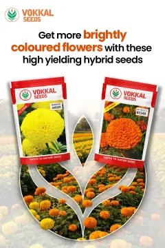 Vokkal Marigold Seeds