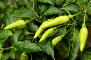 Geolife Vigore Image