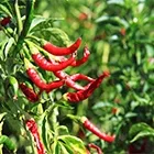 Chilli Image