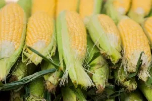 Geolife No Virus Image