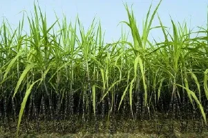 Geolife Carbon Stone Image