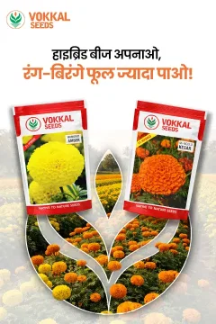 Vokkal Marigold Seeds