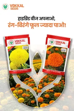 Vokkal Marigold Seeds