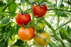 Tomato Image