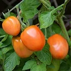 Tomato Image