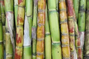 Sugarcane Image
