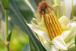 Maize Image