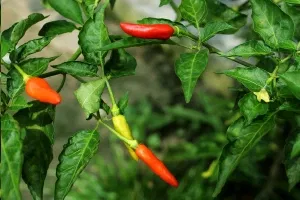 Chilli Image
