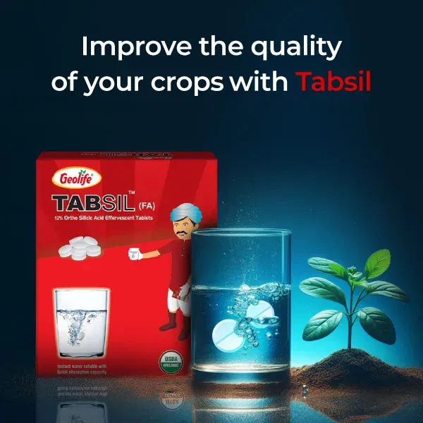 geolifeExclusiveBanners