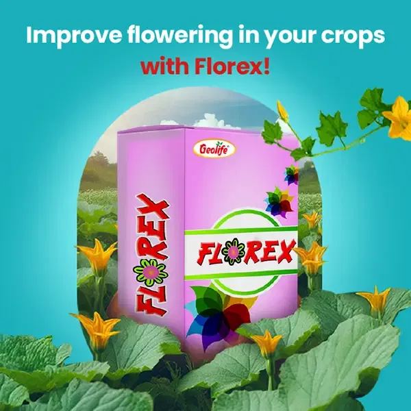 geolifeExclusiveBanners