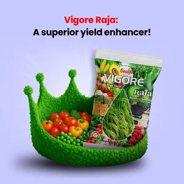 geolifeExclusiveBanners