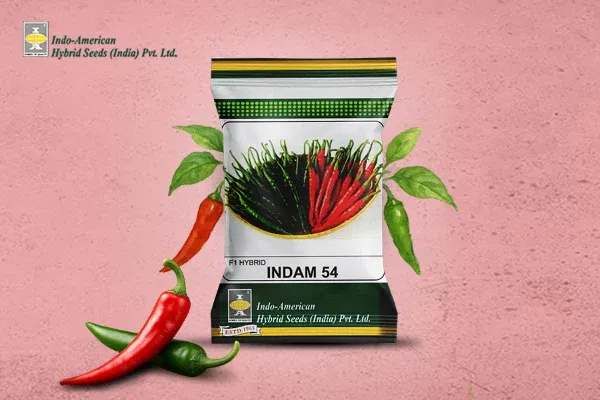 INDAM-5 Chilli: A High-Yielding Hybrid for Dual-Purpose Cultivation Image