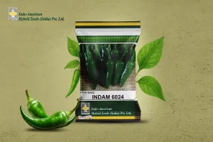 INDAM-6024 Chilli: A Promising Hybrid for Long Harvesting and High Yields Image